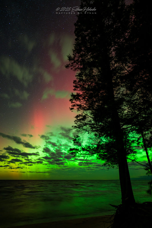 Rooted In Earth, Gazing at the Heavens - Aurora at Magoon Creek Natural Area (Portrait Orientation)